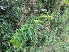 Lactuca indica, photograph (c) ITÔ, Hiroki, some rights reserved (CC BY)