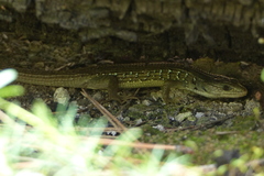 Elgaria coerulea palmeri