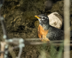 Turdus migratorius