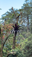 Werauhia sanguinolenta