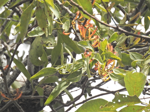 Dendrophthoe vitellina, photograph 6