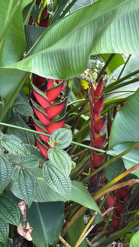 Musa observed 2026-09-12