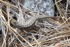 Sceloporus graciosus gracilis