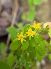 Hypericum mutilum, photograph author not stated, no rights reserved