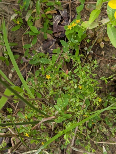 Hypericum mutilum, photograph 4