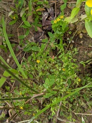 Hypericum mutilum, photograph author not stated, no rights reserved