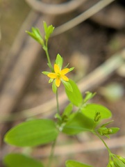 Hypericum mutilum, photograph author not stated, no rights reserved