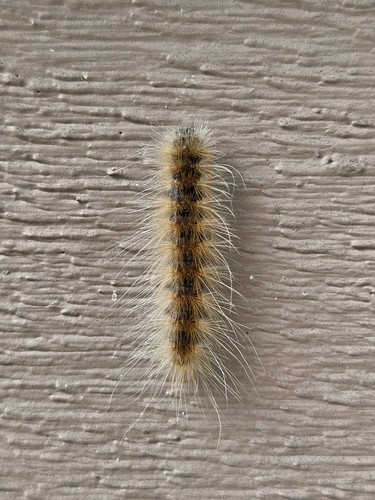Fall Webworm Moth
