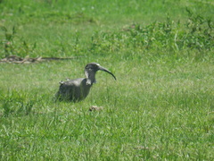 Theristicus caerulescens