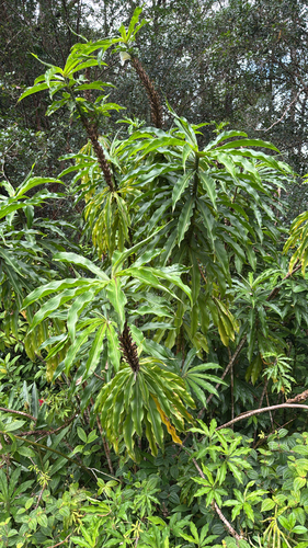 Dimerocostus strobilaceus, 2026-09-12