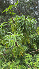 Dimerocostus strobilaceus