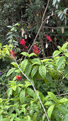 Odontonema cuspidatum