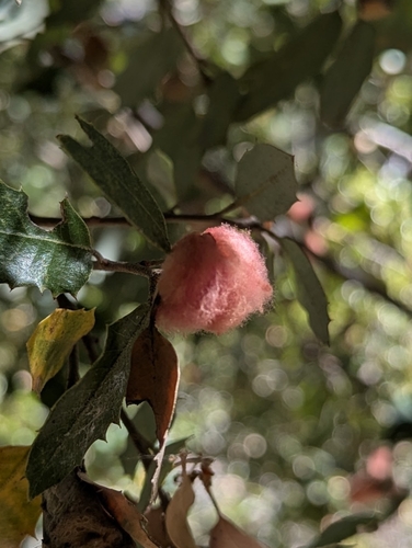 iNaturalist observation photo of Heteroecus