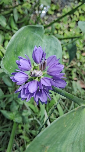 Pontederia hastata observed 2026-09-12