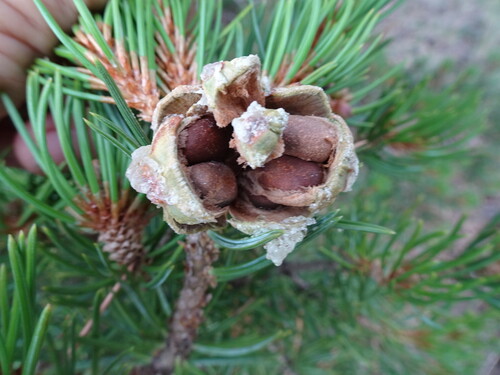 Colorado Pinyon