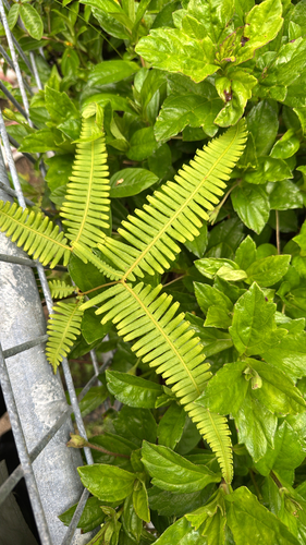 Dicranopteris linearis observed 2026-09-12