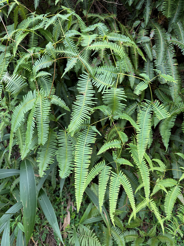 Dicranopteris linearis observed 2026-09-12