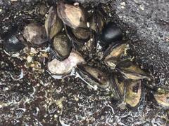 Isognomon californicus