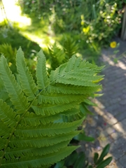 Matteuccia struthiopteris