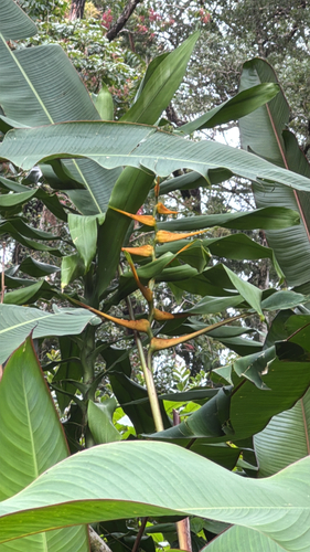 Heliconia latispatha observed 2026-09-12