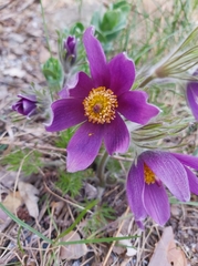 Pulsatilla vulgaris