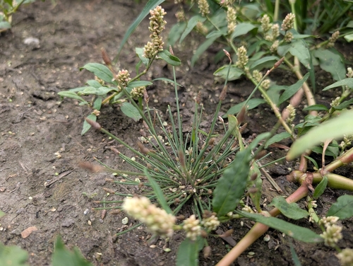 Engelmann's Spikerush