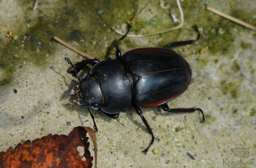 Golden Stag Beetle