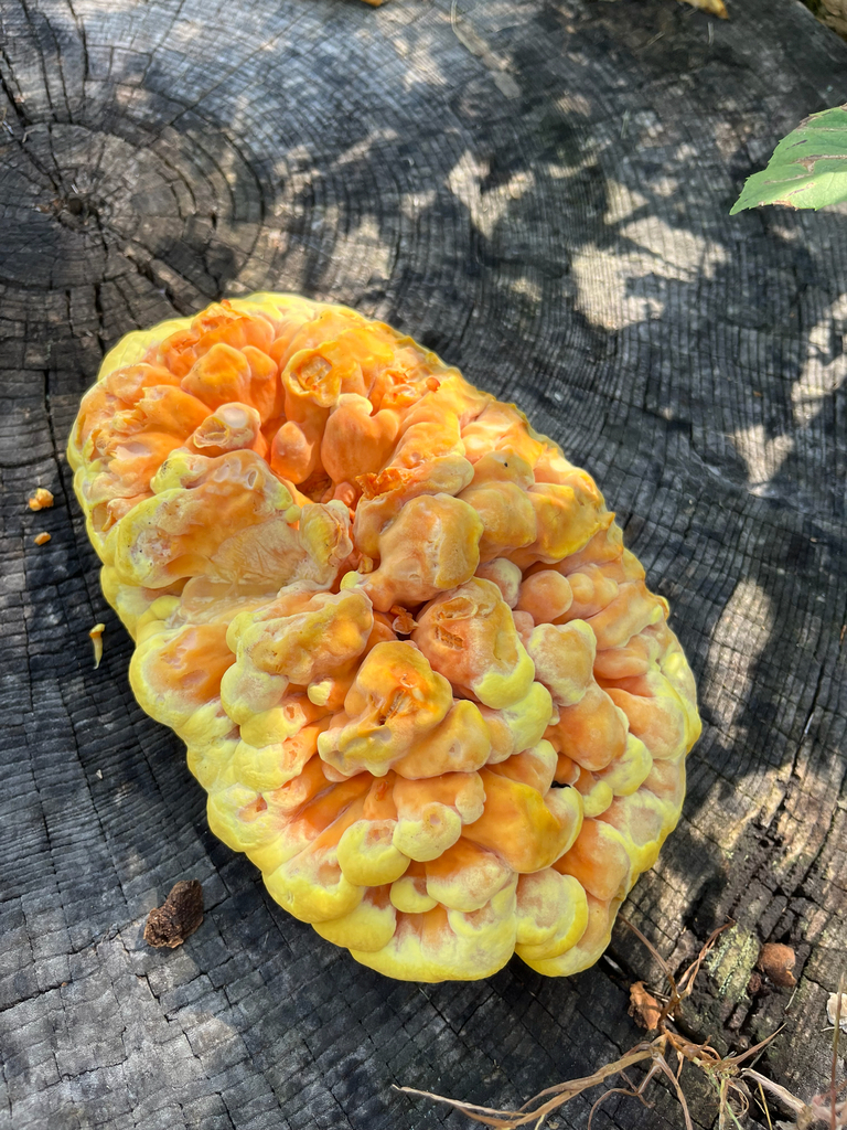 chicken of the woods · September 2026 · photo: Photo: no rights reserved · iNaturalist