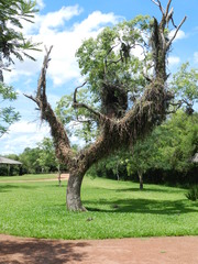 Lepismium cruciforme