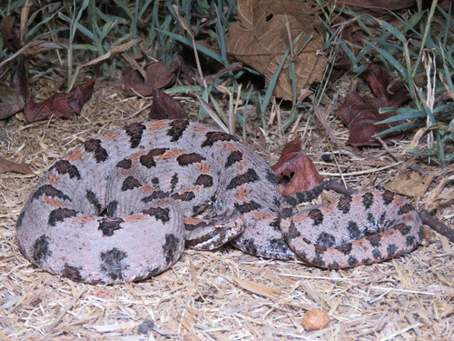 Western Pygmy Rattlesnake