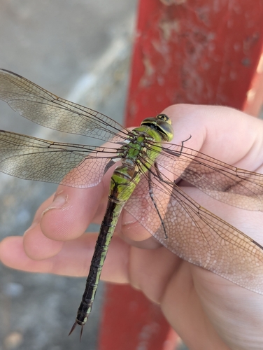 Common Green Darner