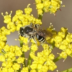 Andrena