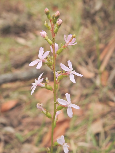 Stylidium graminifolium