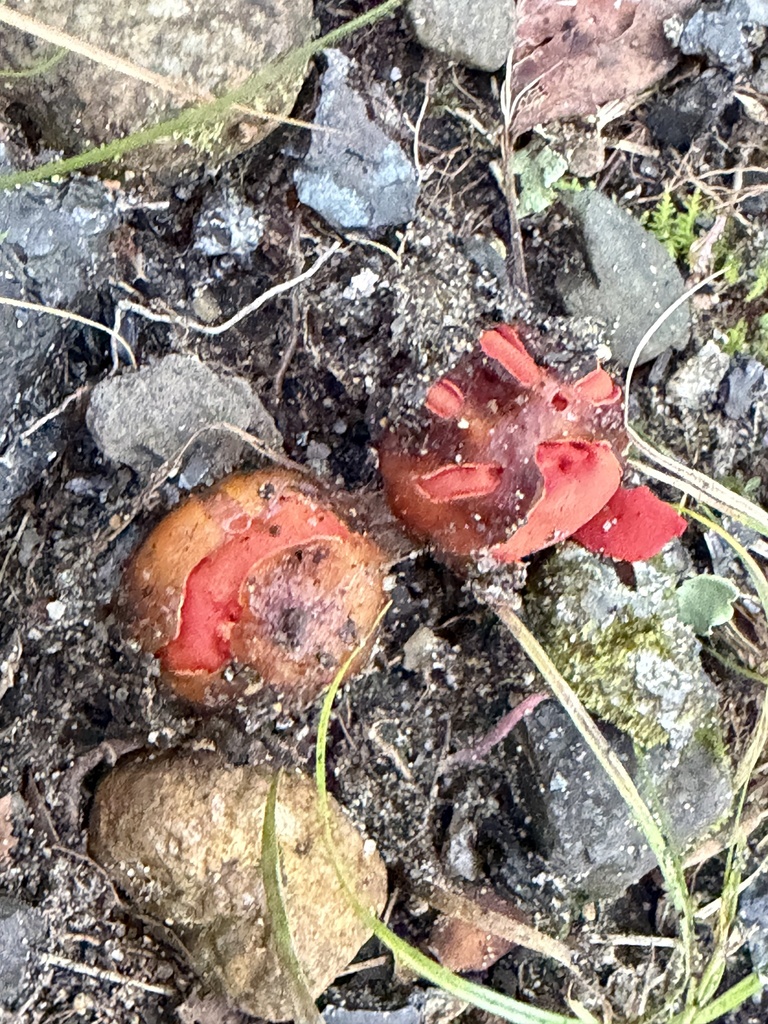 stalked puffball-in-aspic · September 2026 · photo: Photo: (c) Sinéad Tuttle-Lerner, some rights reserved (CC BY) · iNaturalist