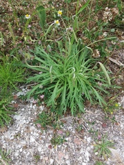 Plantago coronopus