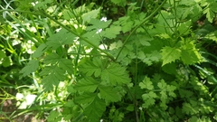 Chaerophyllum temulum