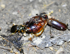 Chlaenius impunctifrons