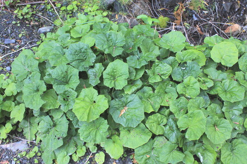 colt's-foot