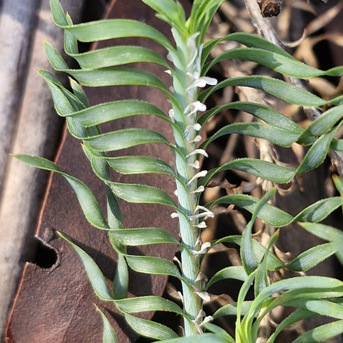 Lomandra obliqua, photograph 1