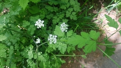 Chaerophyllum temulum