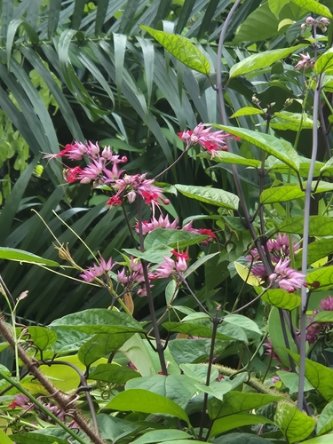 Clerodendrum thomsoniae observed 2026-09-13