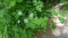 Chaerophyllum temulum