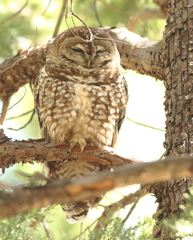 Strix occidentalis lucida
