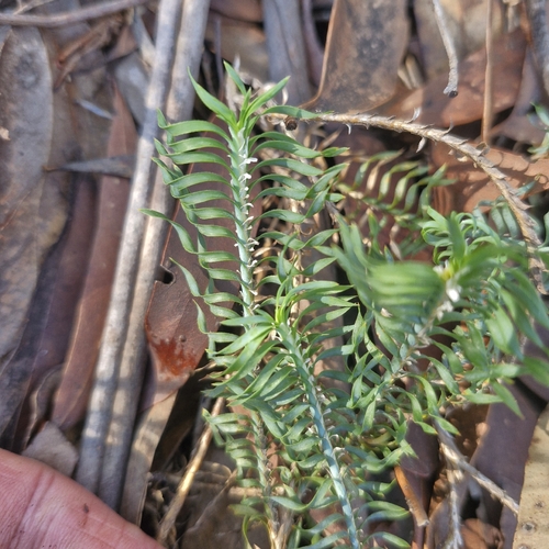 Lomandra obliqua, photograph 2