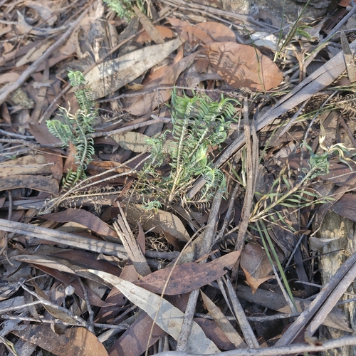 Lomandra obliqua, photograph 3