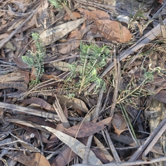 Lomandra obliqua, photograph (c) ronavery, some rights reserved (CC BY)