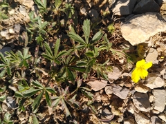 Potentilla hirta