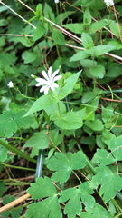 Stellaria nemorum