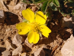 Potentilla hirta