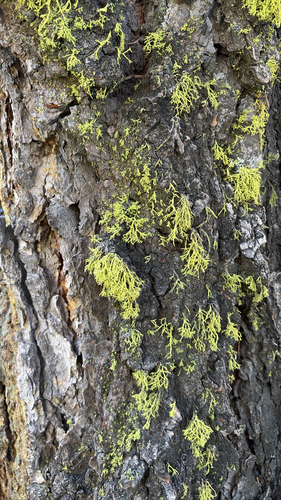 iNaturalist observation photo of wolf lichen